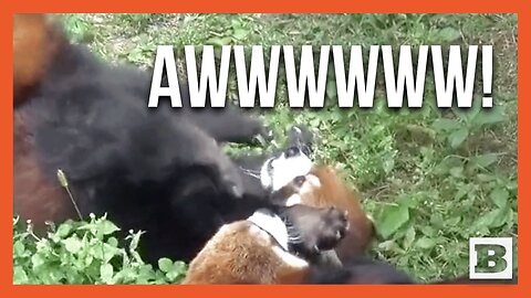 Adorable Red Pandas Create Heartwarming "Cuddle Puddle" at Milwaukee County Zoo