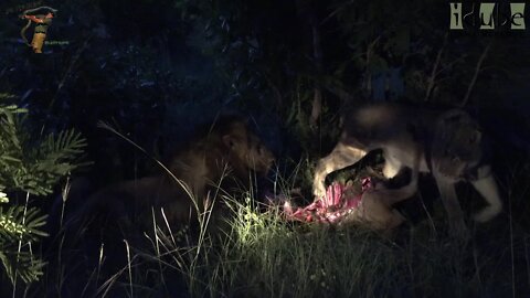 Angry Confrontation Between Lion And Lioness