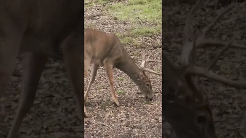 3 animals in 1 day, the Florida Trifecta #shorts #deerhunting #deer