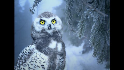 Cute OWl Snow