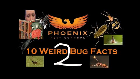10 Weird Bug Facts (2) #whatbugsme