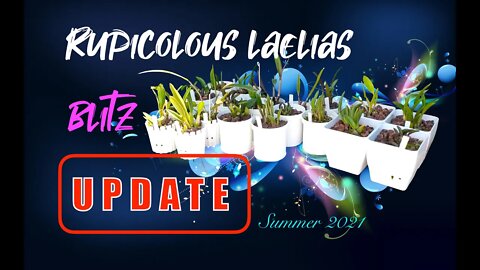RUPICOLOUS LAELIAS | UPDATE on the POTTED ones #RupicolousLaelias | And miniature #Cattleyas