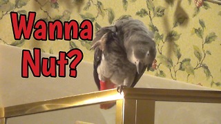 Parrot vocally offers nuts for your enjoyment!