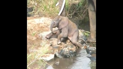 Newborn baby elephant struggles to walk with wobbly legs
