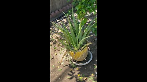 Lovely Aloe Vera Plant