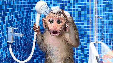 Monkey Baby goes to the toilet and plays with Ducklings in the swimming pool