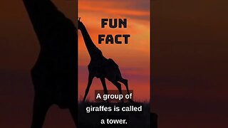 "Graceful Giants: A Giraffe's Journey in 60 Seconds! 🦒✨ #GiraffeMagic" #africa #africantours #safari