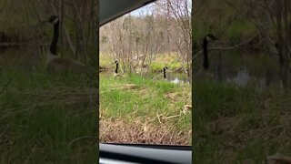 Canada Geese going for a swim with their babies