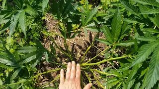2023 Outdoor Cannabis Garden Tour | Garden Update [#06] - June 1