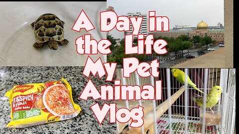 "A Day in the Life: My Pet Animal Vlog ,🐢🦜🐠 | My Routine in UAE Sharjah | Tuba Durrani C&M