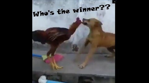 The strangest fight between a dog and a rooster