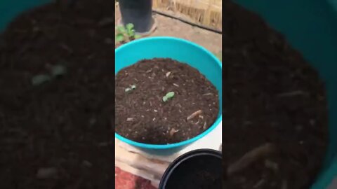 Cucumber Seedlings Container Transplant + HOW&WHY