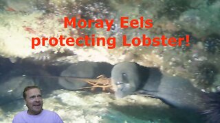 Moray Eels protect Lobster from SCUBA divers