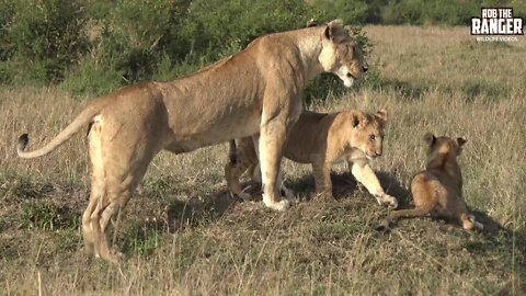 Marsh Pride Lioness And Cubs | Maasai Mara Safari | Zebra Plains
