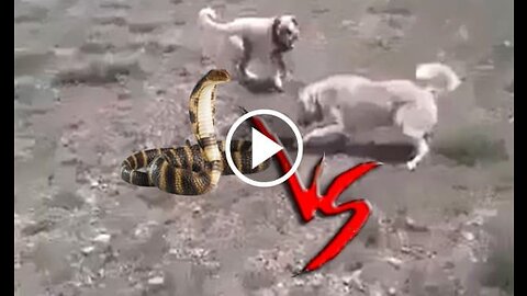 Kangal, Akbash Shepherd Dog and Snake Vs