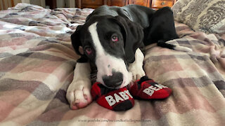 Great Dane Puppy Has Fun With Buffalo Plaid Baby Slippers