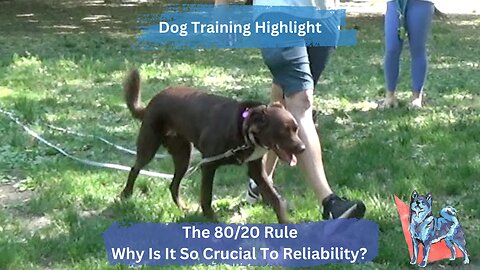 The 80/20 Rule And Why It's Important | Implementing Your Dog's Skills On A Daily Basis In Real Life