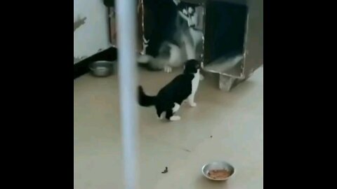 Crazy cat showing dog who's boss too funny