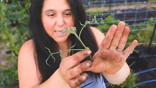 Planting Tomatoes Late (tips and garden update)