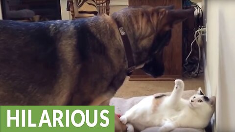 Dog finds cat in his bed, takes appropriate action