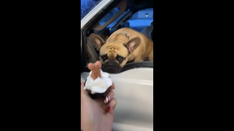 Bennie the Frenchie enjoying his favorite treat🤣