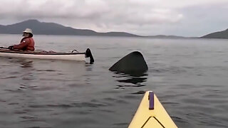 Megalodon Shark Caught on Camera - Is The Megalodon Still Alive - Real Mega Sharks