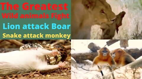 The Greatest Of Animal Attack 2022-Most Amazing Moments Of Wild Animal Fight! Wild Discovery