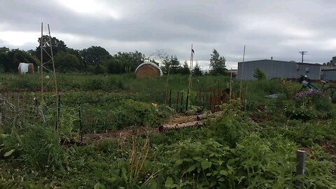 Wild Urban Gardens 2022 - Early morning birdsong in a wild urban garden.