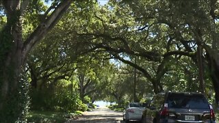 Protecting Tampas Trees