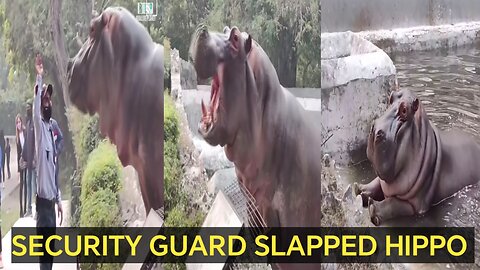 Security Guard Slapped Hippo