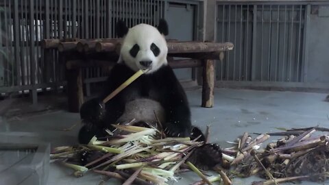 Chengdu Research Base of Giant Panda Breeding, or Panda Base, in Chengdu, China, Asia. Wild animal