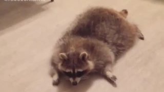 Funny raccoon sprawls out on stomach