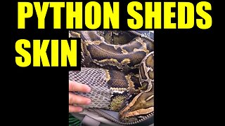 Python Sheds Skin