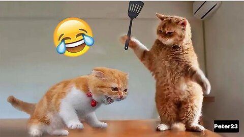 funniest animal 2024 😂😂 new video cats and dog