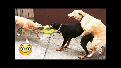 Funniest Videos 2023 😂 Funny Cats 🐱 and Dogs 🐶 Part#16
