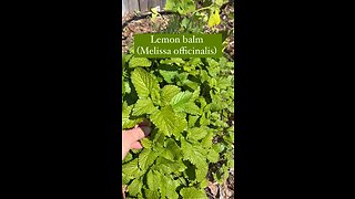 Lemon Balm