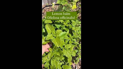 Lemon Balm