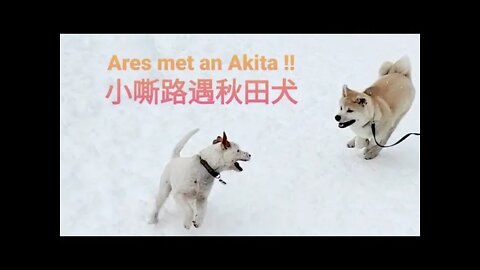 Ares met a Japanese Akita 🐶 Jack Russell fun