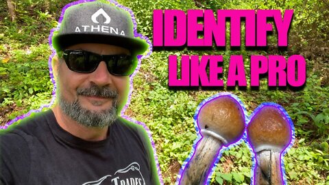 HOW TO IDENTIFY WILD PSILOCYBE CUBENSIS (PIN STAGE) For safety