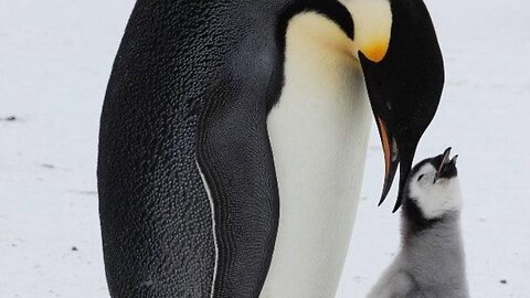 Baby Penguin Calling For it's Mother | Rumble Online Cute Animals