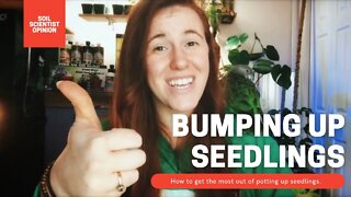Bumping Up Seedlings. Why It’s A MUST For Healthy Plants? How to pot up plants | Gardening in Canada