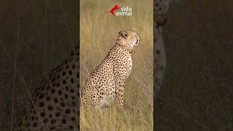 É IMPRESSIONANTE COMO HIENAS ROUBAM PRESA DE CHITAS - VIDA ANIMAL