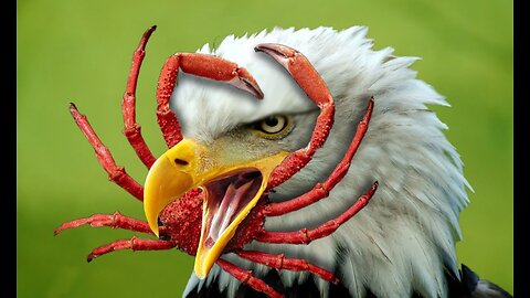 Animal Vised: The Epic Showdown - Why Eagles Fear Crabs