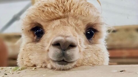 this super cute alpaca loves watermelon so muchhhhhh 😋😋😋😻