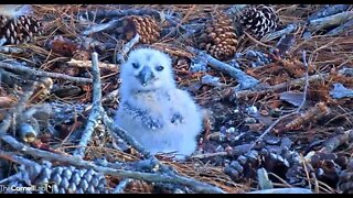 Owlet Close-up 🦉 3/1/22 18:32