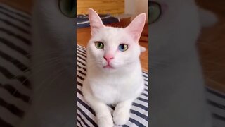 FUNNY CUTE PUPPY - Tiktok Compiled #Shorts