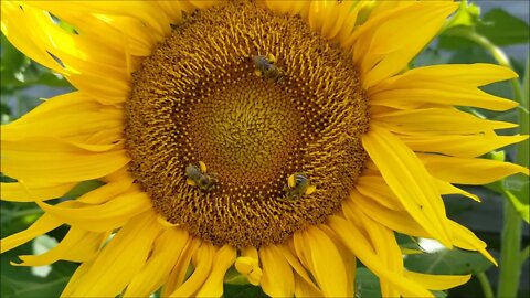 Bees in Threes