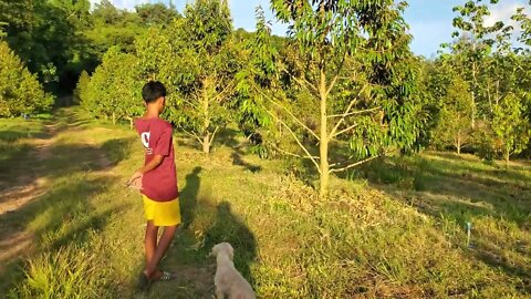 3.5-year-old durian farm