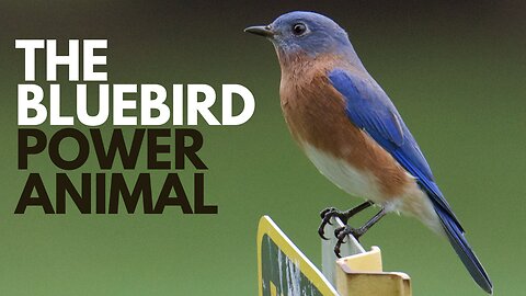 The Bluebird Power Animal