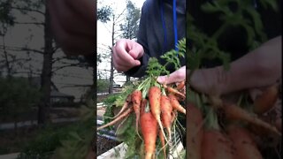 Quick carrot harvest from grow bags. #shorts